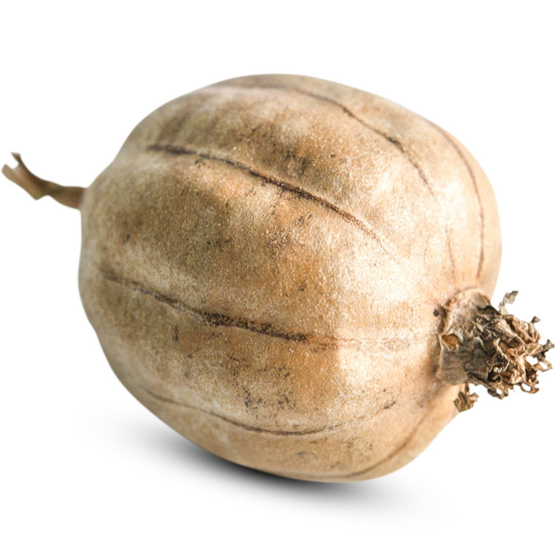 A single Cluster Ridge Luffa Gourd on a white background.