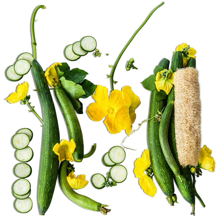Gourd Seeds, Dishcloth (Edible Luffa)