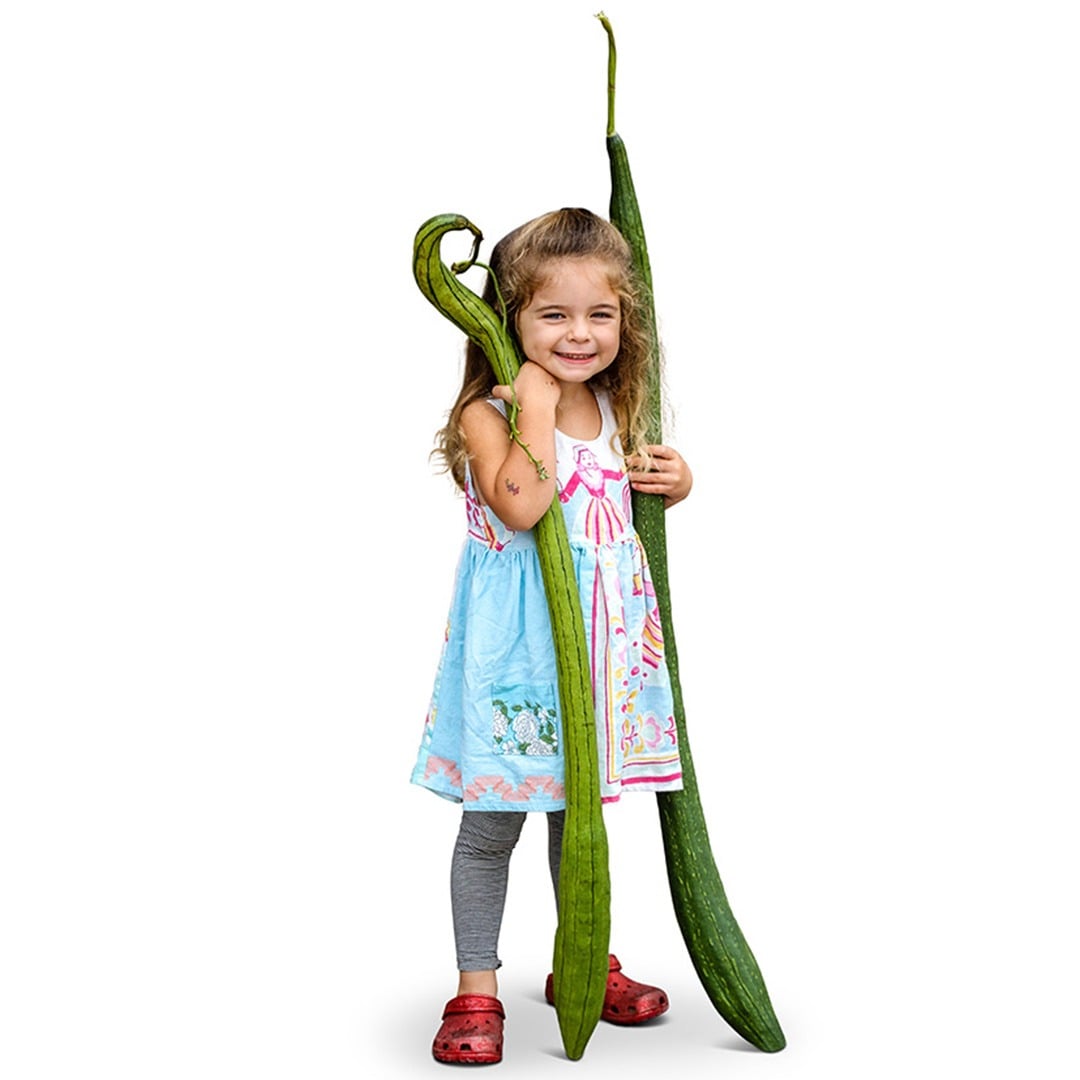 A little girl smiles as she holds two Thai Extra Long Sponge gourds against a white background.