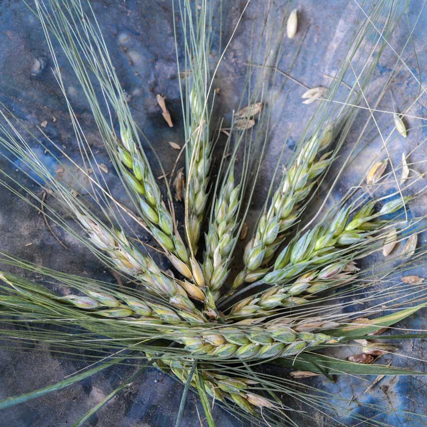 Blue Ethiopian Emmer Wheat heads in blue ceramic bowl.