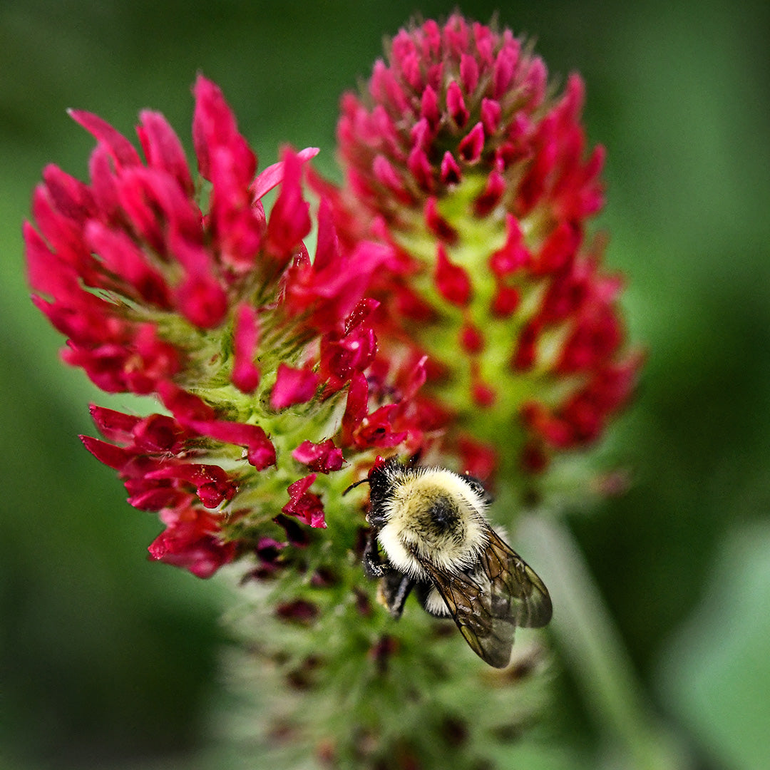 A bee gathering pollen from Crimson Clover flowers in the gardens at Baker Creek.