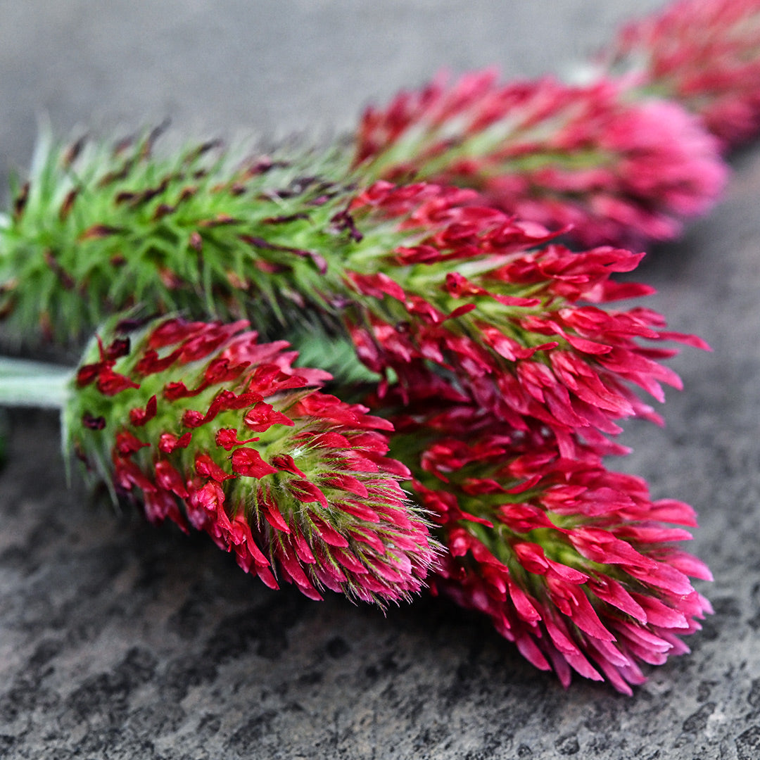 A close up macro view of Crimson Clover flowers on a slate background.