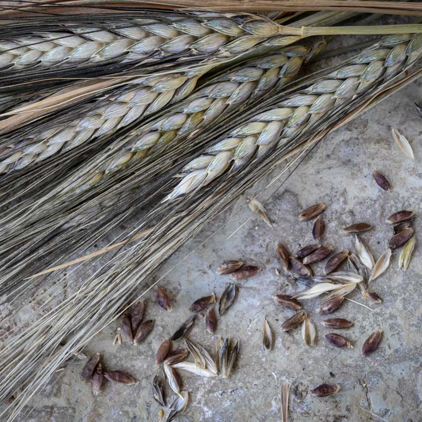 Close-up of Blue Ethiopian Emmer Wheat on stone.