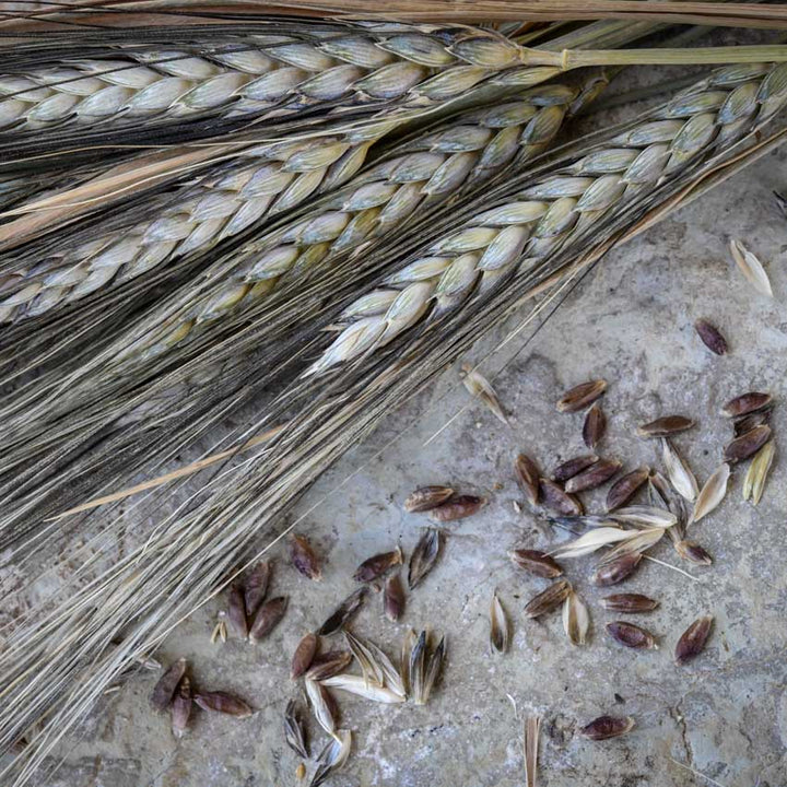Close-up of Blue Ethiopian Emmer Wheat on stone.
