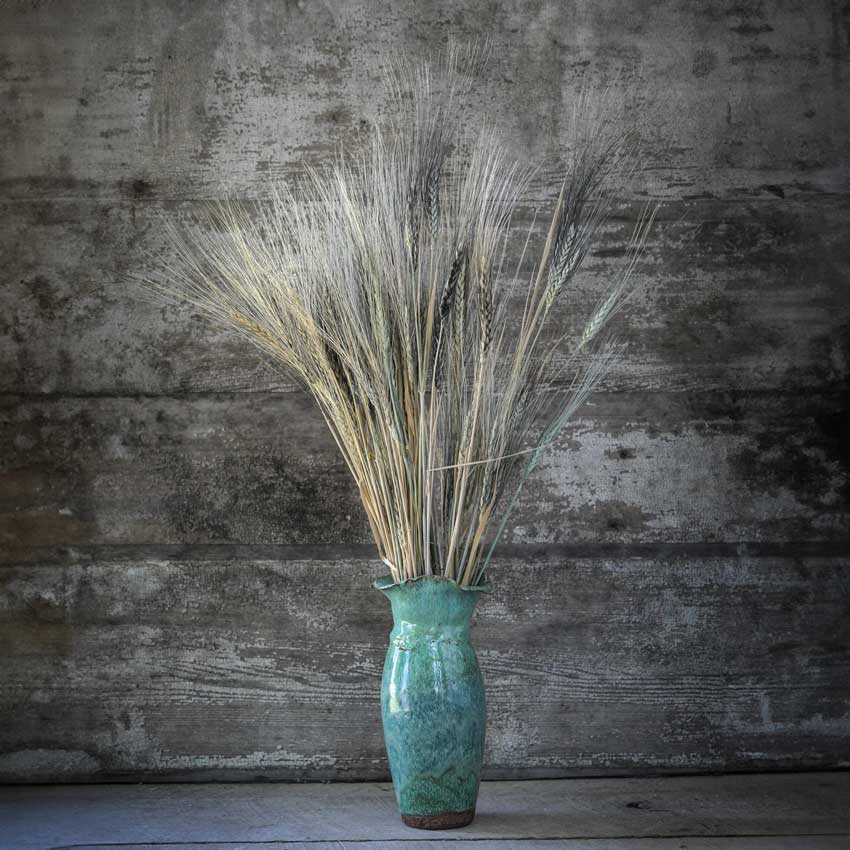 Wheat Seeds, Blue Ethiopian Emmer