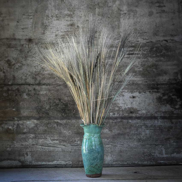 Wheat Seeds, Blue Ethiopian Emmer
