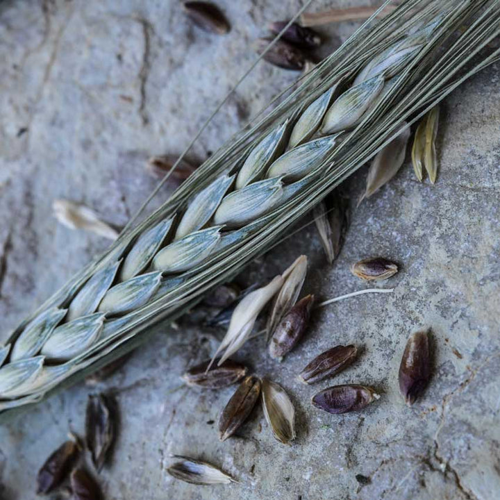 Blue Ethiopian Emmer Wheat on a stone background.