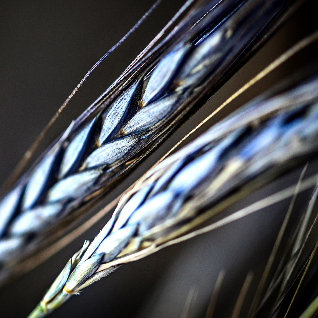 A close-up narrow depth of field shot of a couple of Utrecht Blue Wheat stalks.
