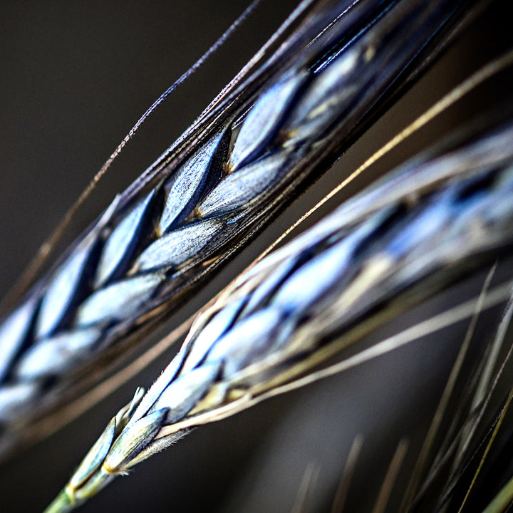 A close-up narrow depth of field shot of a couple of Utrecht Blue Wheat stalks.