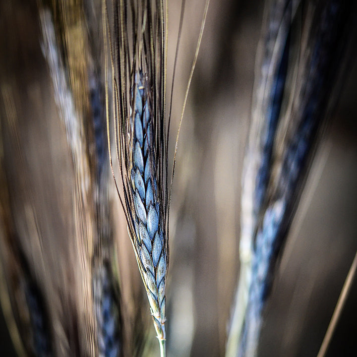 A close-up of Utrecht Blue Wheat bathed in a soft ambient light.