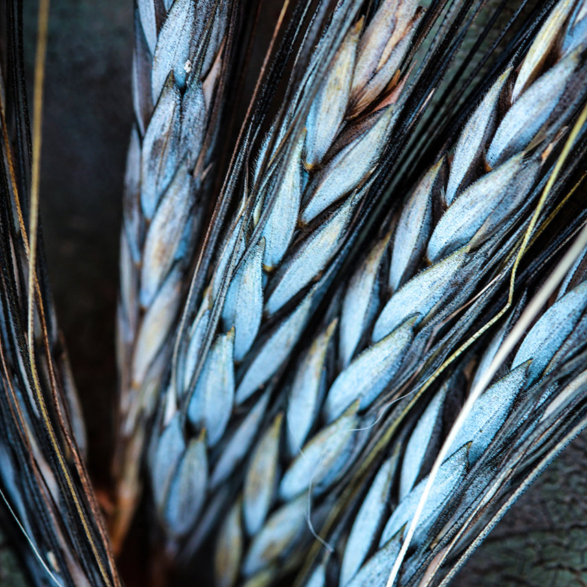A close-up macro view of Utrecht Blue Wheat.