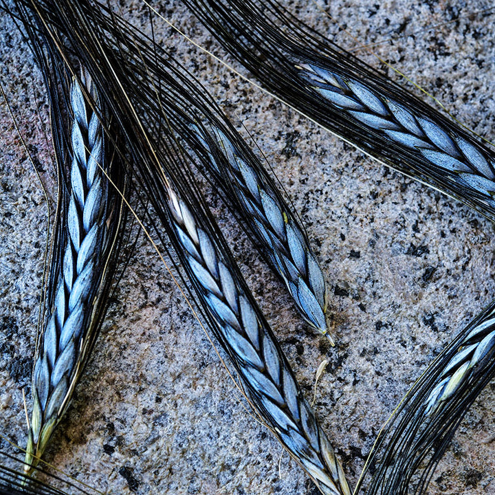 Five Utrecht Blue Wheat stalks having a party on a stone background.