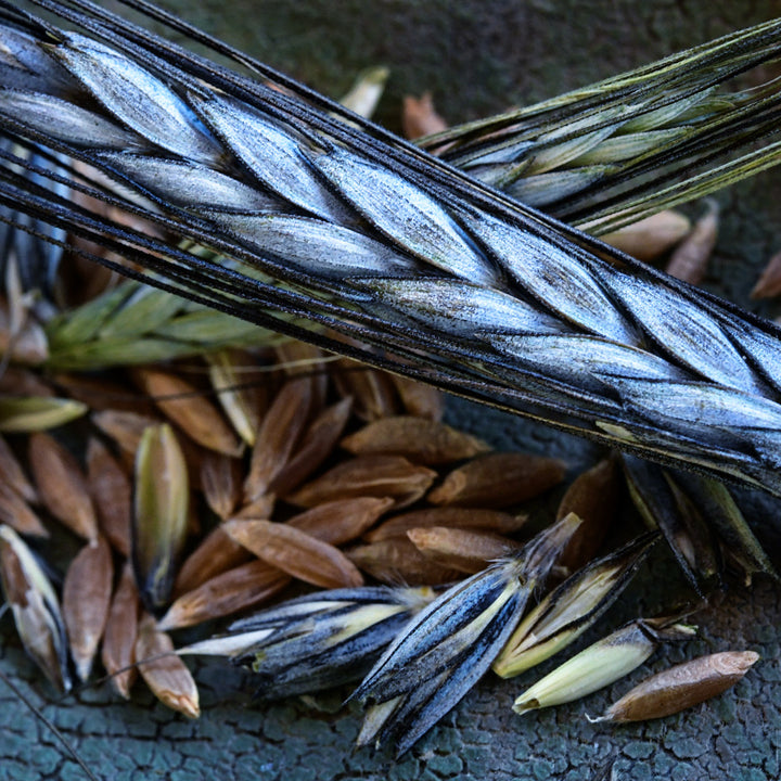 A close-up macro view of Utrecht Blue Wheat in the hull and hulled.