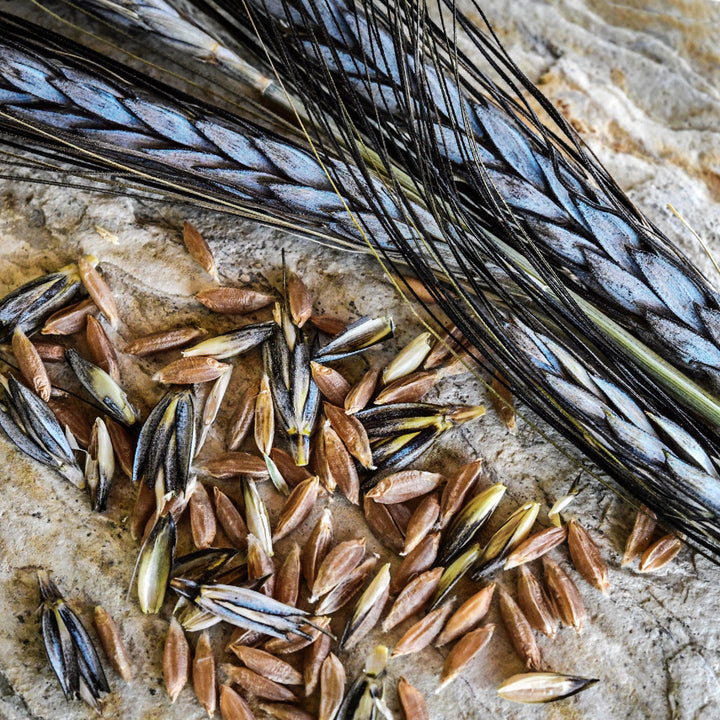 A trio of Utrecht Blue Wheat stalks recline on some sandstone with some hulled wheatberries.