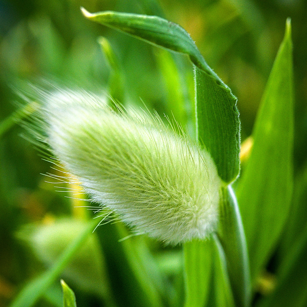 Bunny Tails Grass growing in the greenhouse at Baker Creek.