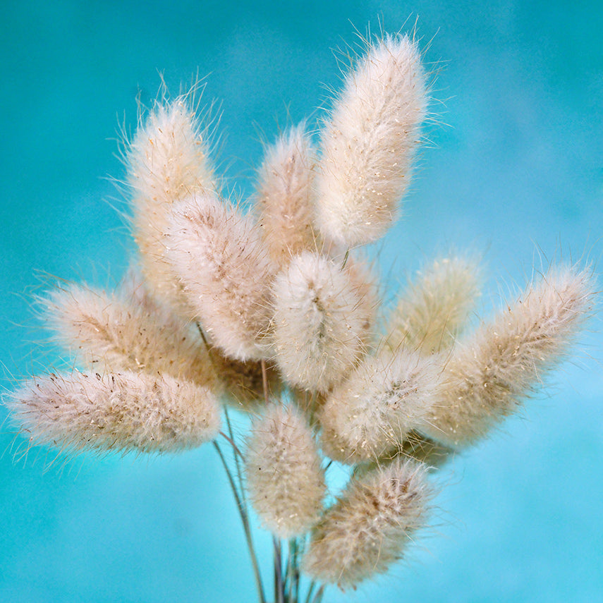 A bouquet of Bunny Tails Grass heads against a bright blue background.