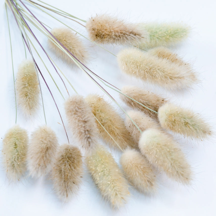 Bunny Tails Grass stems fanned out on a white background.