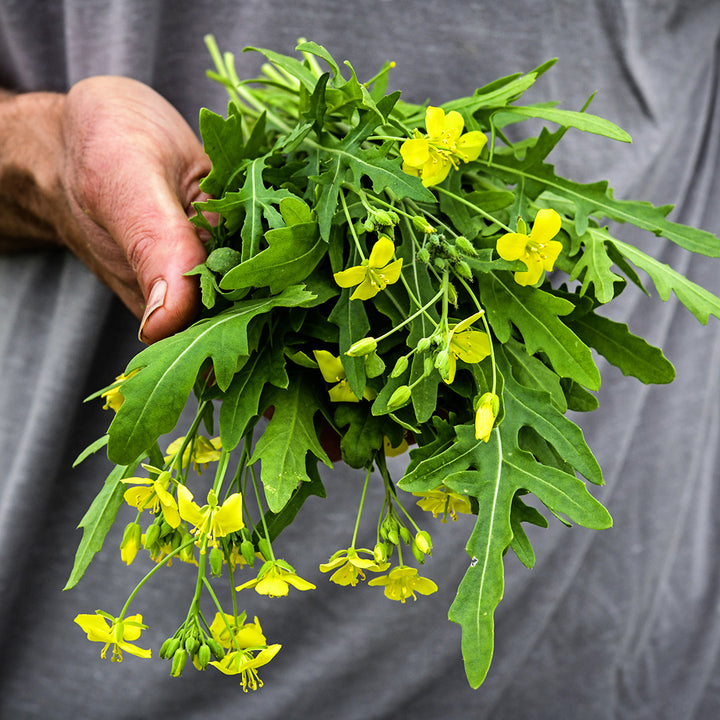 Gardener holding a freshly harvested bouquet of Wild Rocket Arugula.