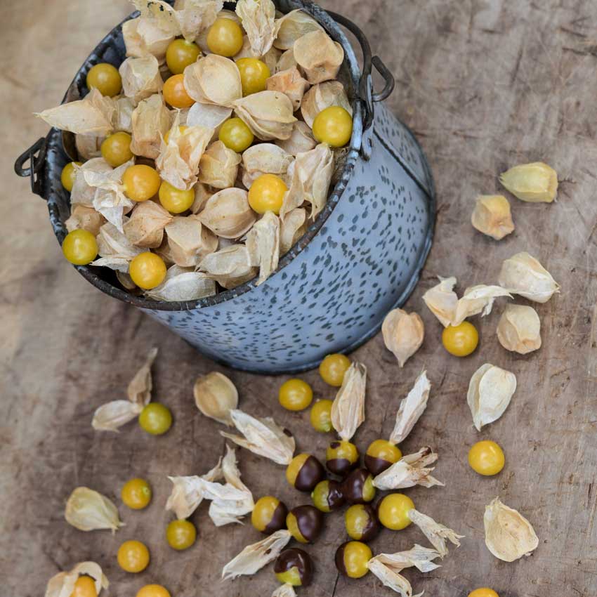 New Hanover Ground Cherry fruits in a bucket with some chocolate-covered fruits on a wooden background.