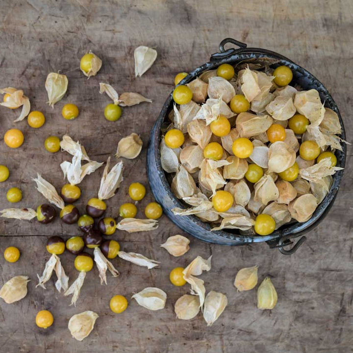 New Hanover Ground Cherry fruits in a bucket with some chocolate-covered fruits.