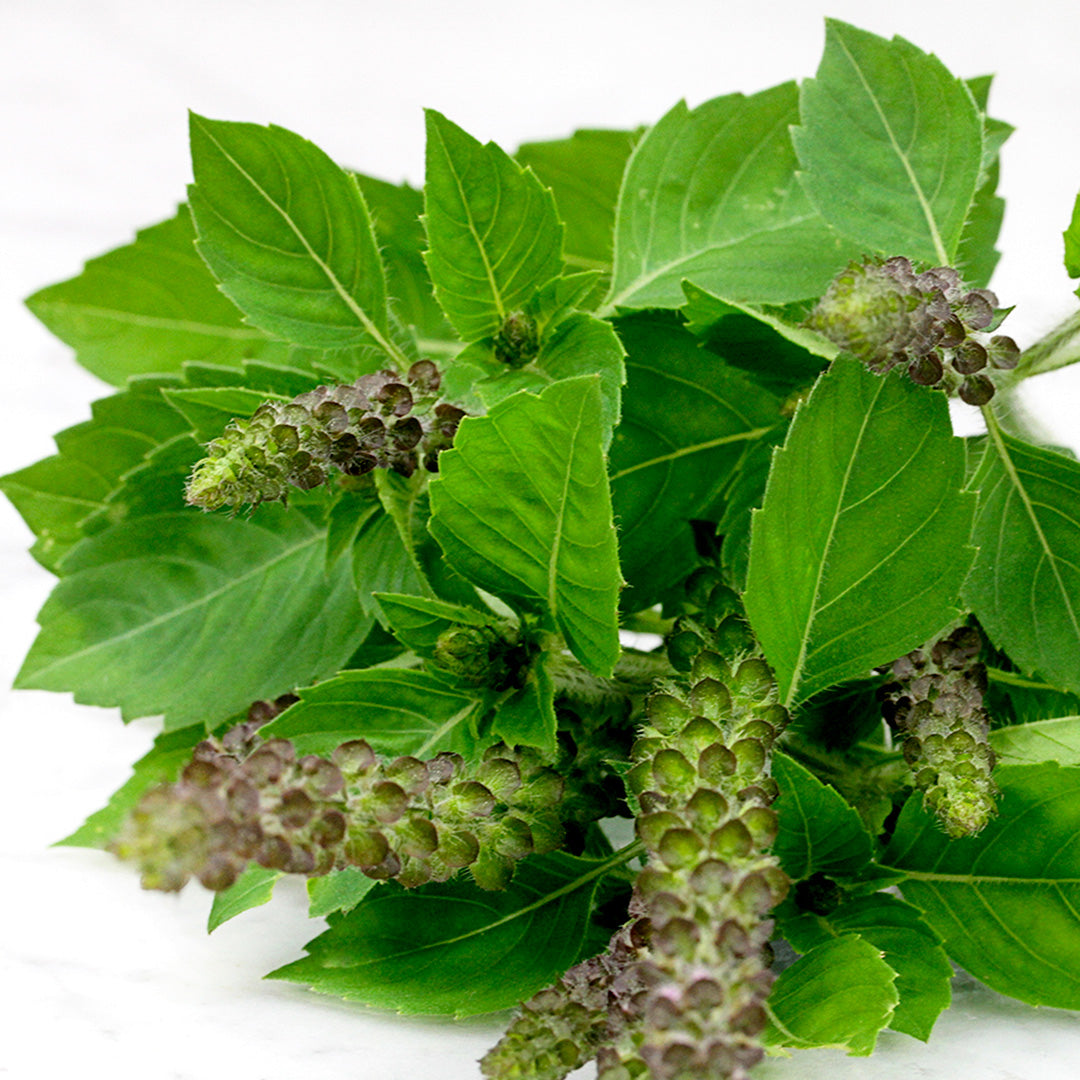 A close-up of freshly picked Blue Spice Basil.