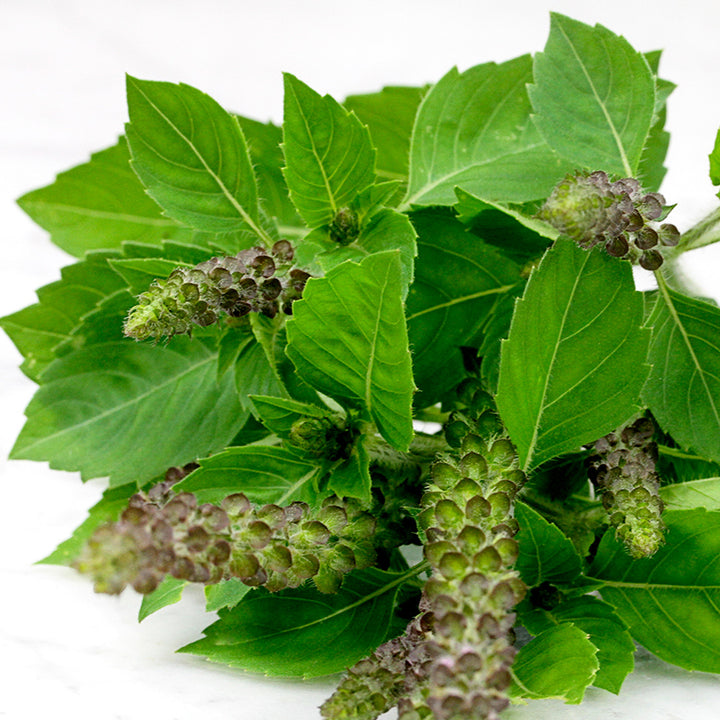 A close-up of freshly picked Blue Spice Basil.