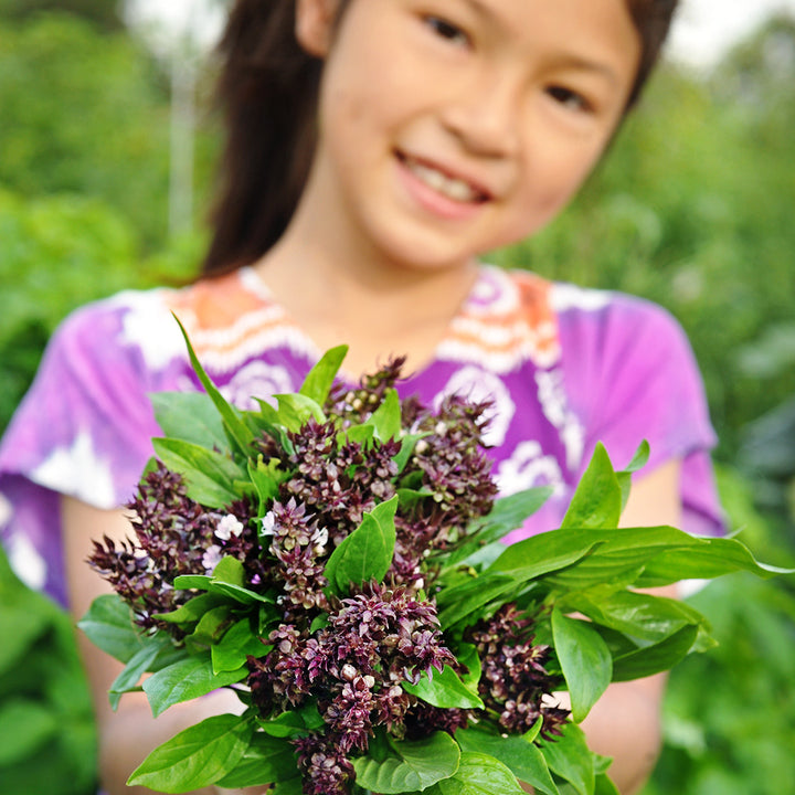 A smiling little girl holds out a posy of Siam Queen Thai Basil in the gardens at Baker Creek.