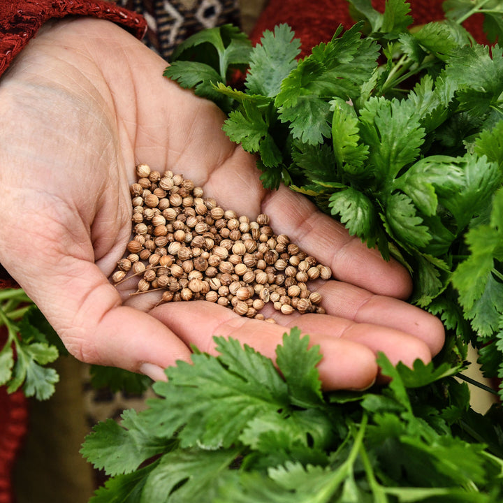 A woman holding a handful of Slo-Bolt Cilantro seeds with leaves.