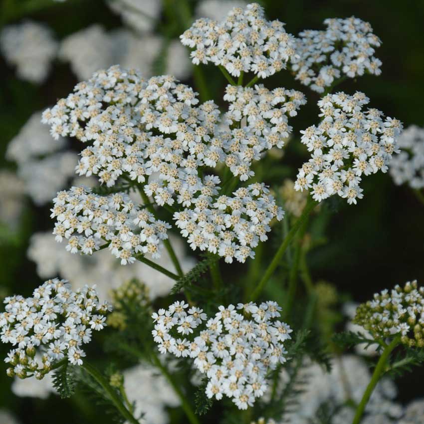 Closeup of Common Yarrow growing in the garden.