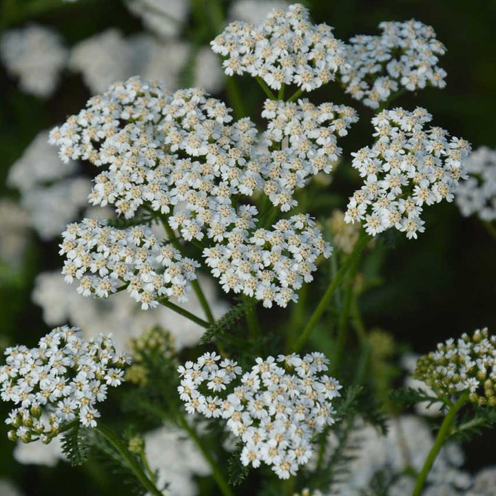Closeup of Common Yarrow growing in the garden.