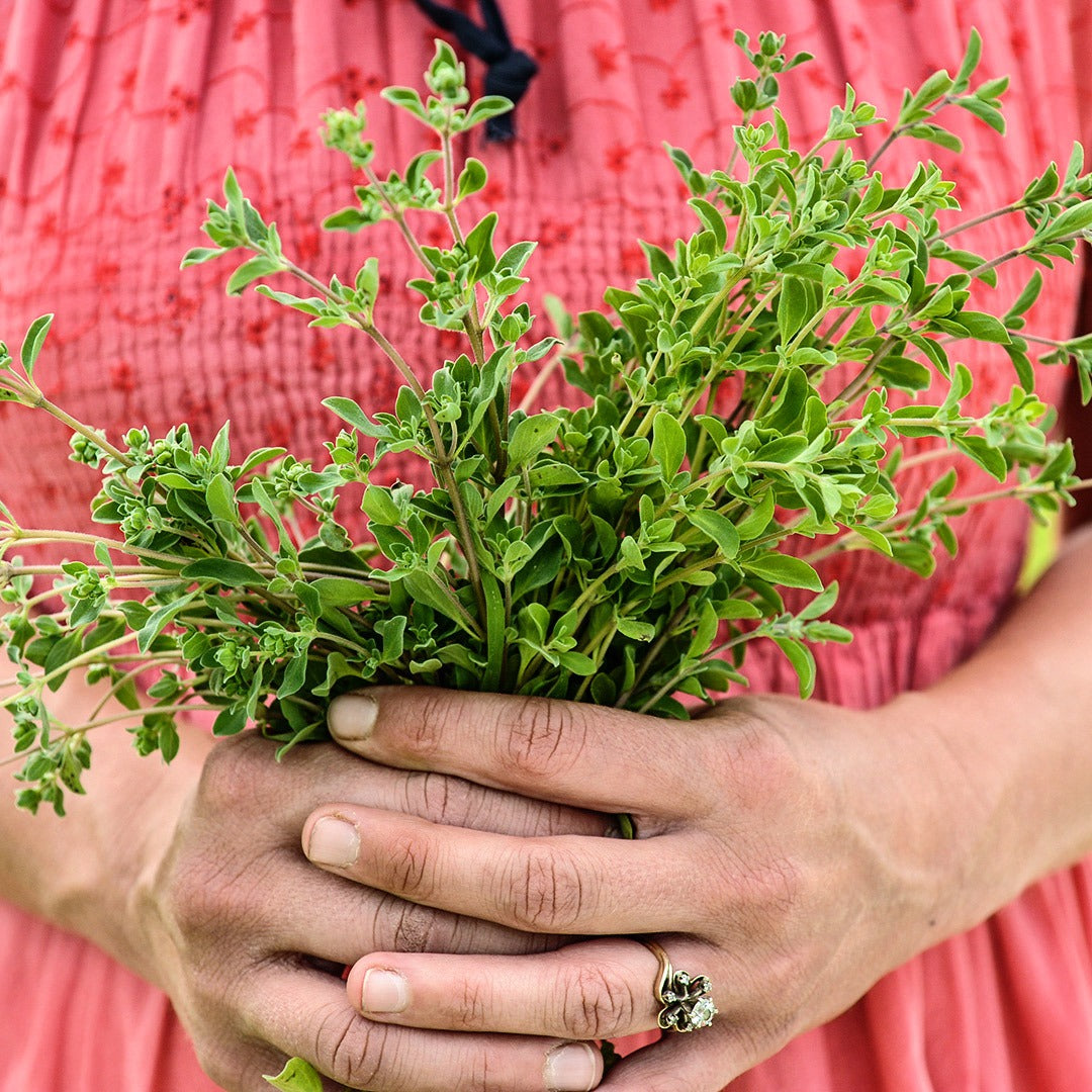 Gardener holding bunch of freshly picked Marjoram.