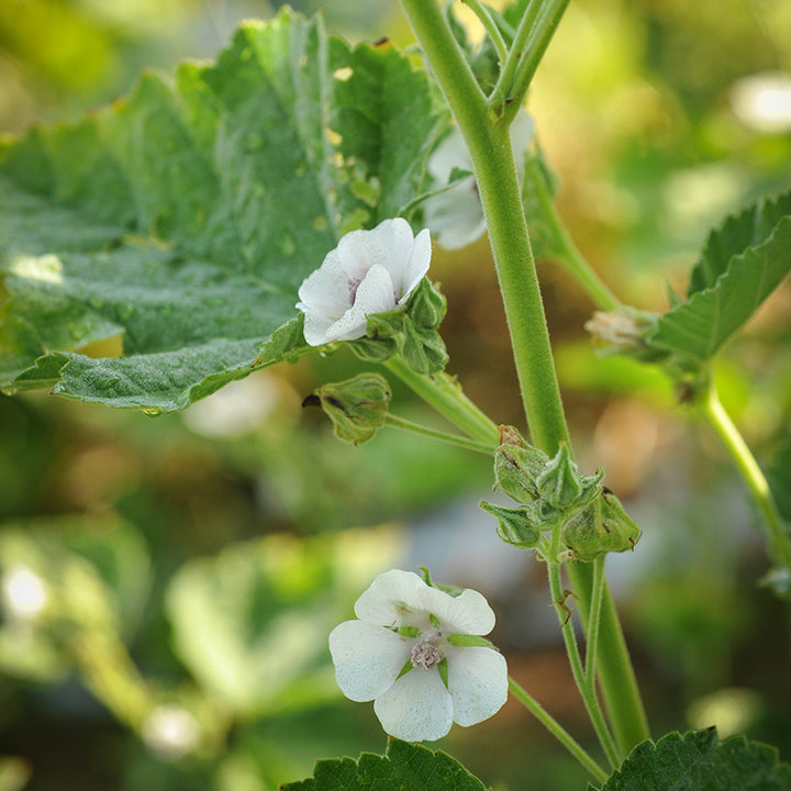 Marshmallow growing in garden
