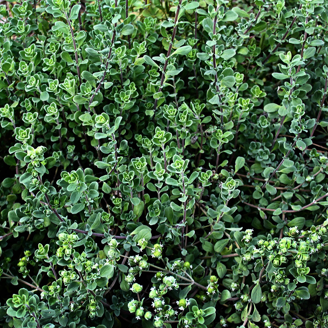 Marjoram growing in the garden at Baker Creek.