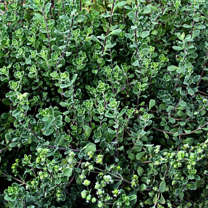 Marjoram growing in the garden at Baker Creek.