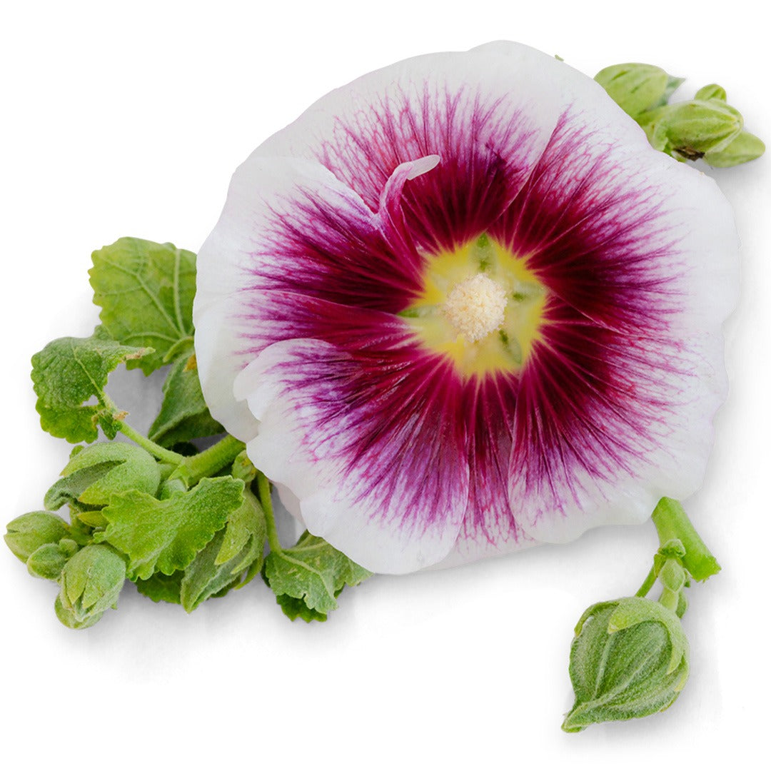 Close up of Creme de Cassis Hollyhock on a white background.