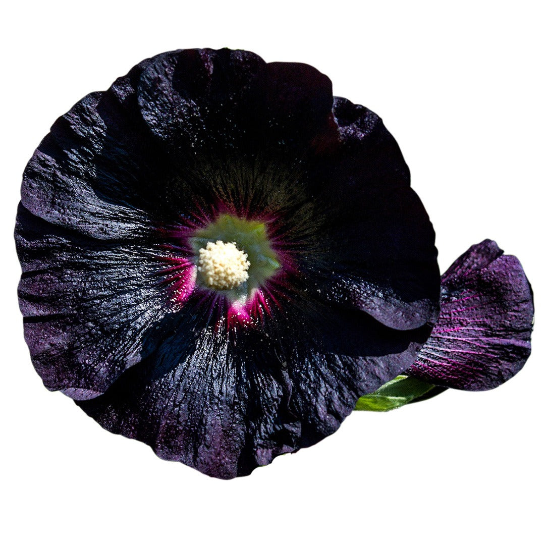 Jet Black or Nigra Hollyhock on a white background
