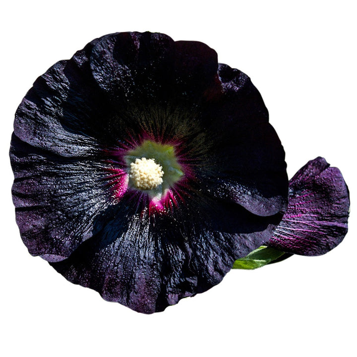 Jet Black or Nigra Hollyhock on a white background