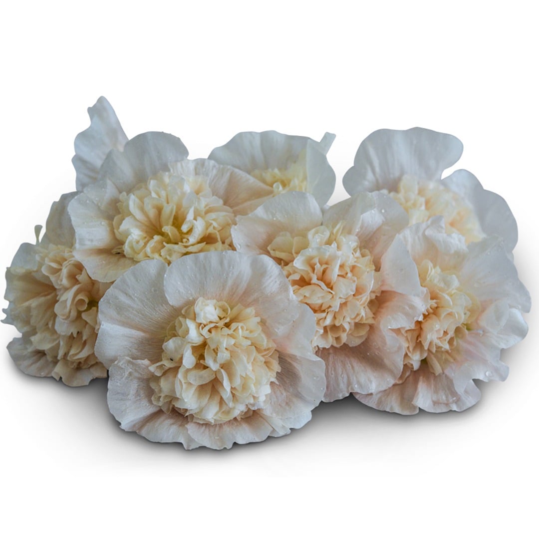 Majorette Double Champagne Hollyhock blooms on a white background.