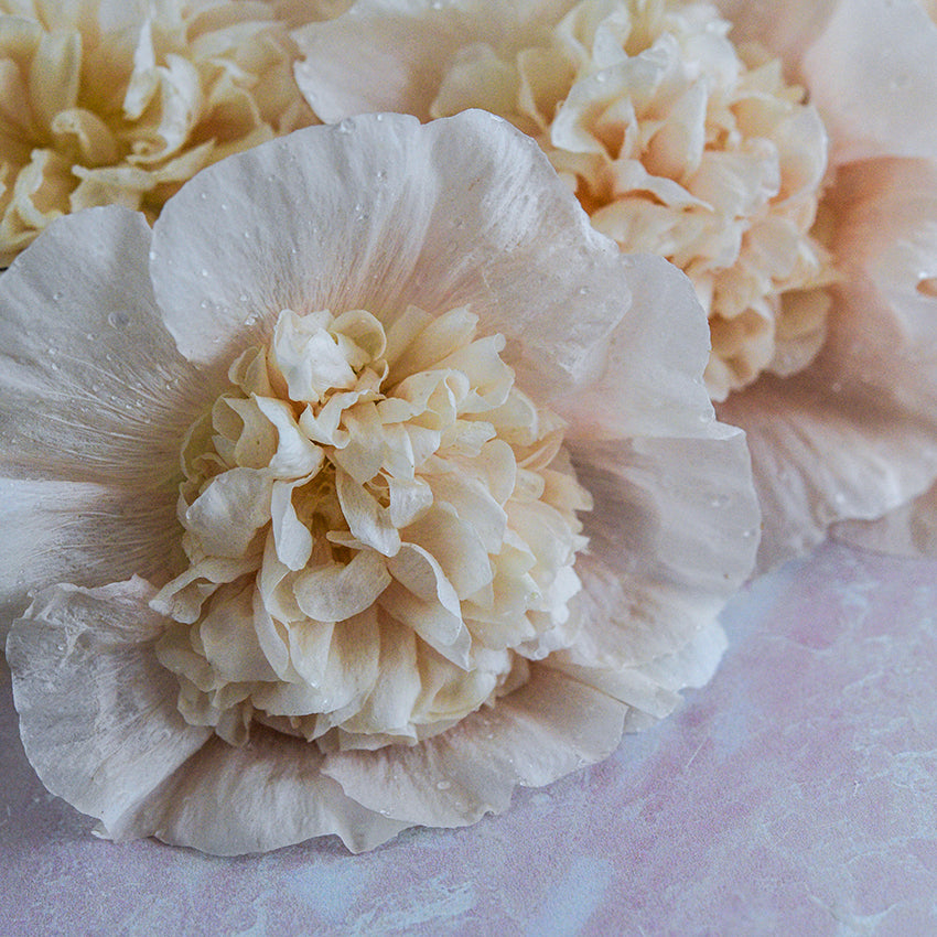 Majorette Double Champagne Hollyhock on light background.