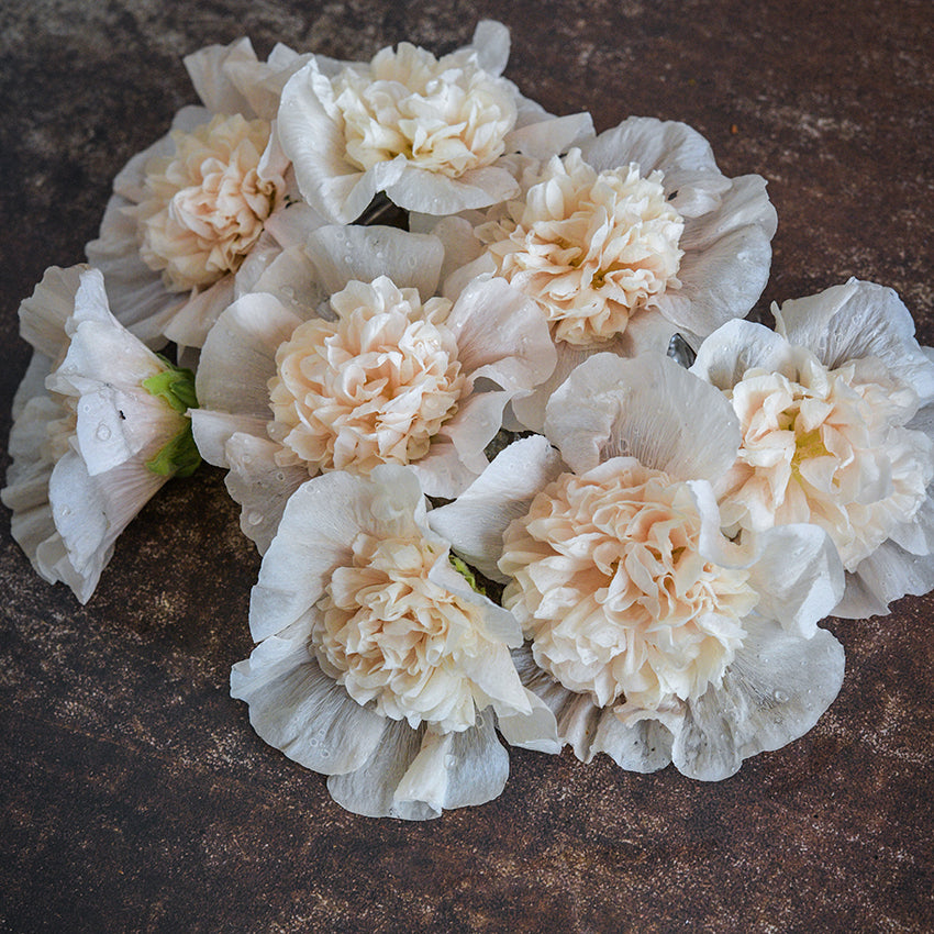 Hollyhock Seeds, Majorette Double Champagne