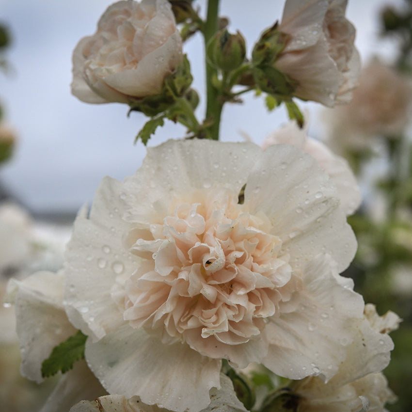 Majorette Double Champagne Hollyhock growing in garden.