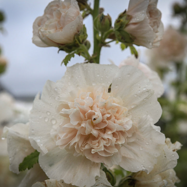 Majorette Double Champagne Hollyhock growing in garden.