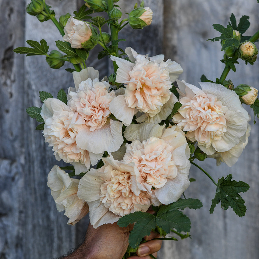 Majorette Double Champagne Hollyhock bouquet being held in front of wooden wall.