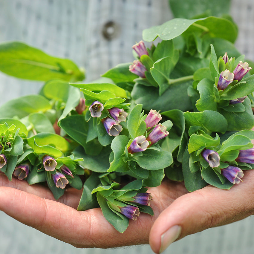 Kiwi Blue Honeywort flowers with foliage showing tiny size by being held.
