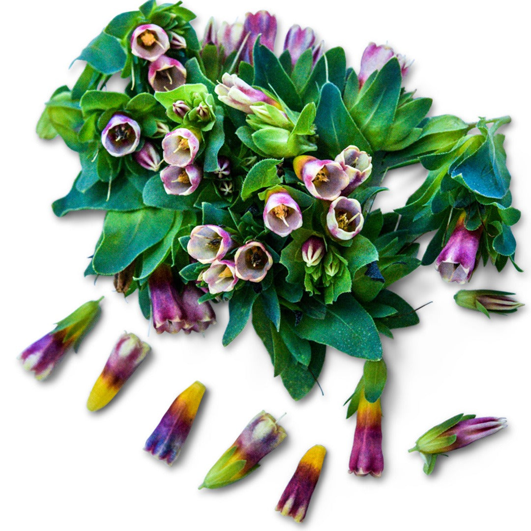 Kiwi Blue Honeywort on a white background.