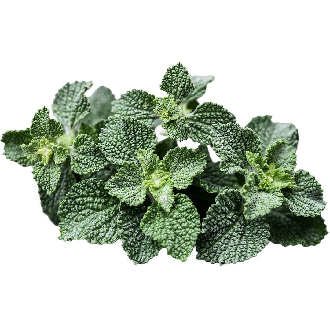 White Horehound leaves on white background.