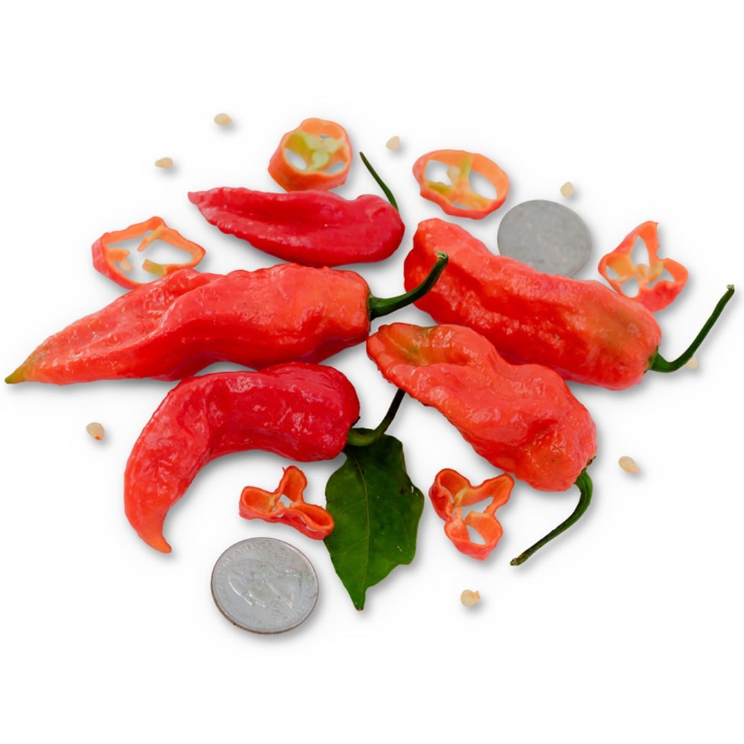 Bhut Jolokia or Red Ghost peppers with coins to show size on a white background.