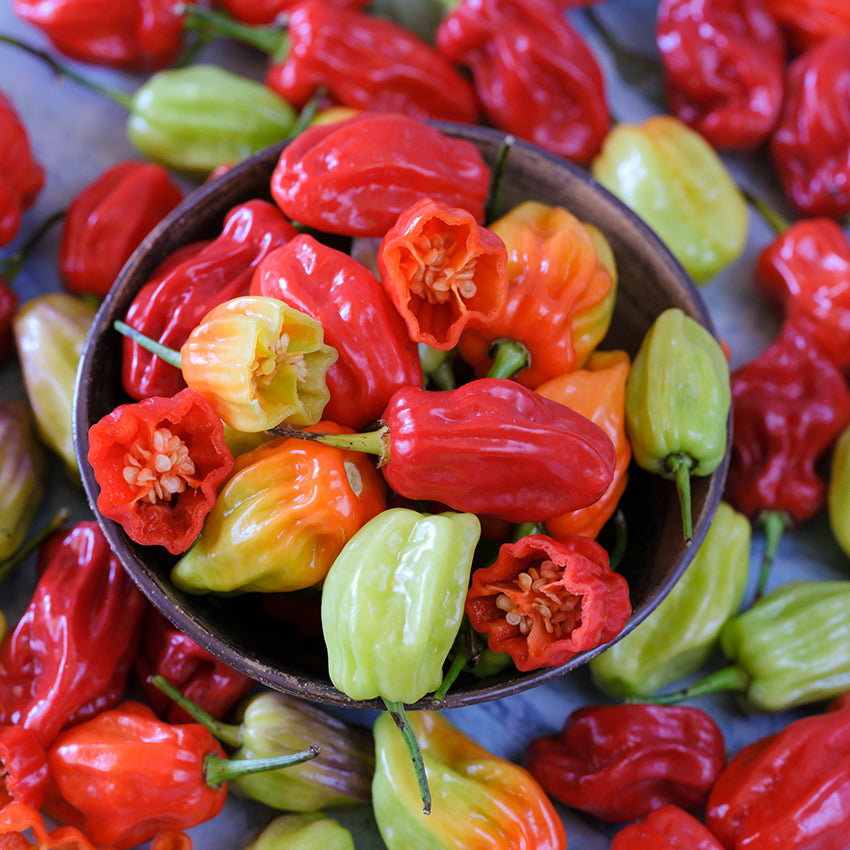 Tobago Seasoning Peppers in bowl, whole and halved.