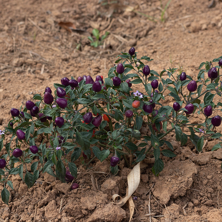 Filius Blue Pepper plant in garden with ripe fruit.