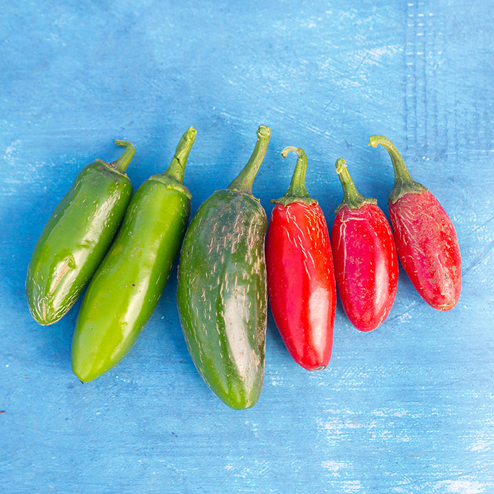 Zapotec Jalapeno Peppers in multiple sizes, red and green fruit.